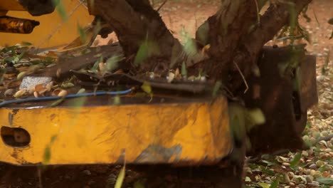 las almendras se cosechan con un agitador.