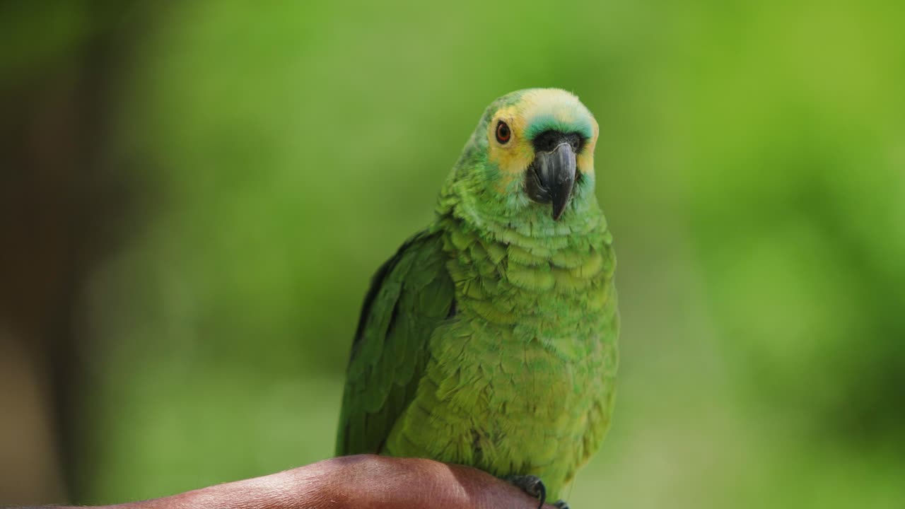 imágenes de 4k de un pequeño loro verde y amarillo posado en una rama