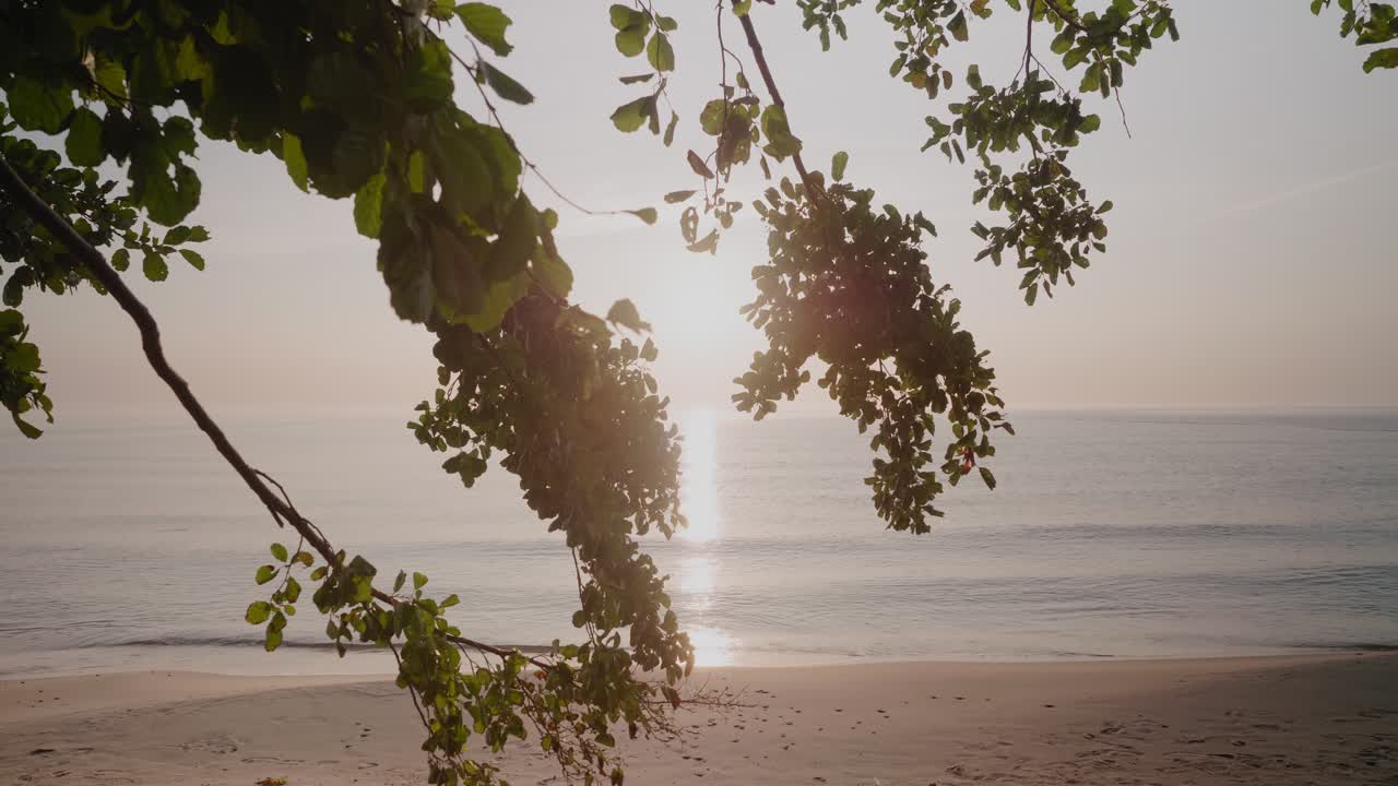 ramas con hojas de haya frente al cálido amanecer en la playa de knäbäckshusen, al sur de suecia österlen, tiro ancho estático