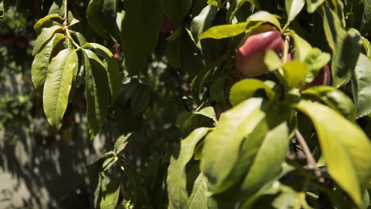 cámara grabando un árbol de durazno orgánico real desde diferentes ángulos a cámara lenta en chile