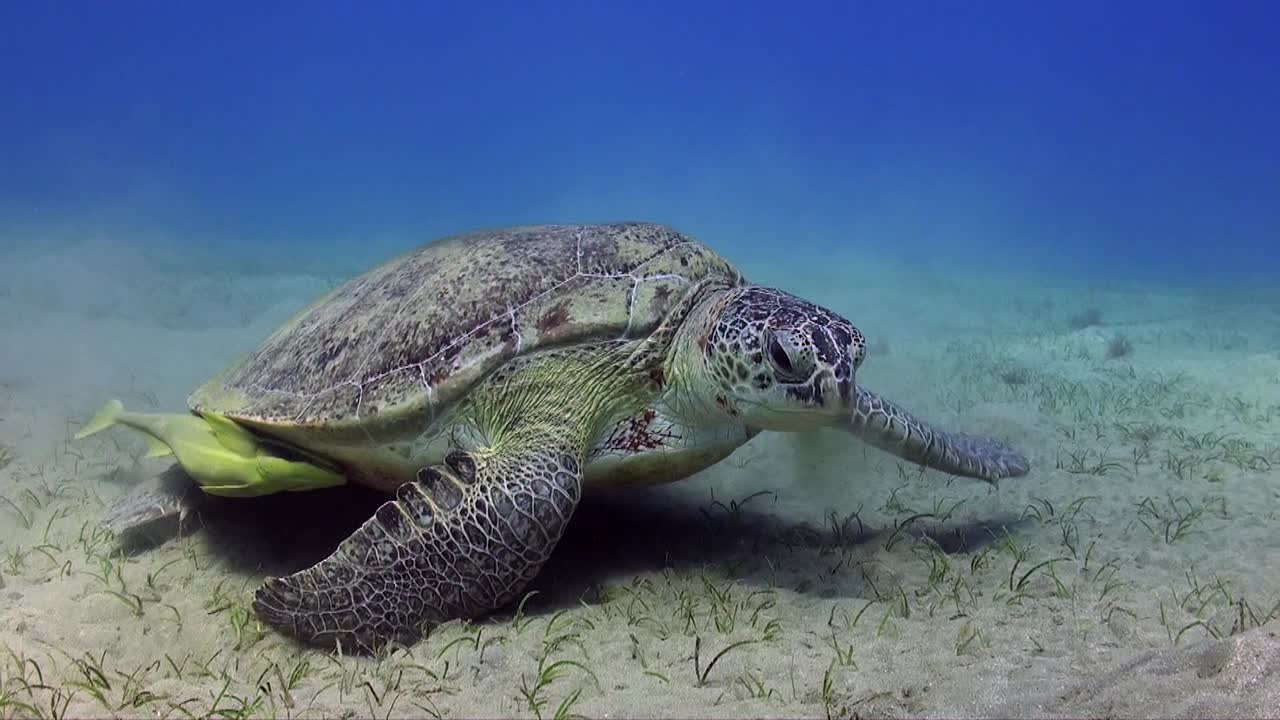 Wide angle shot of green sea turtle feeding on sea grass