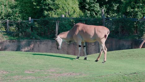 profilo en cámara lenta del eland taurotragus oryx sacudiendo la cabeza y la cola