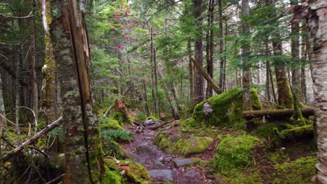 Low-Aerial-View-of-a-Mossy-Trail-with-Large-Boulders-in-Lush-Forest-near-Mount-Washington,-New-Hampshire,-USA