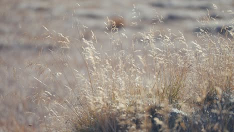 Delicadas-Espigas-Secas-De-Hierba-En-La-Tundra-De-Otoño