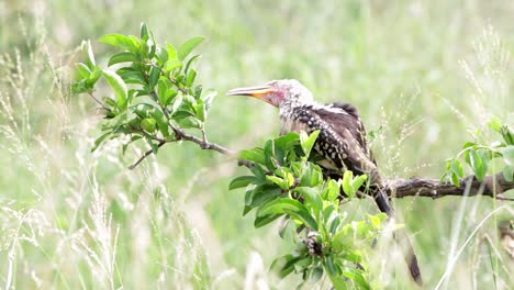 Yellow-billed-Hornbill-with-large-beak-sits-on-branch-on-bright-day