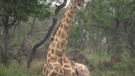 raining: tilt down giraffe's long neck reveals oxpecker birds feeding