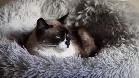 cat resting on a fur bed