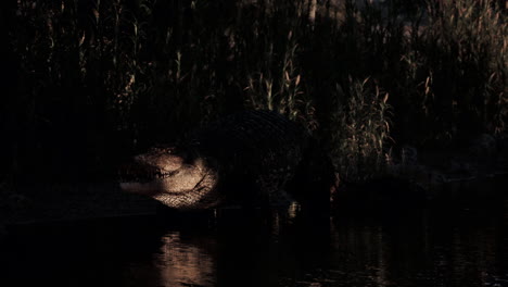 crocodile resting near water in a natural habitat during dusk