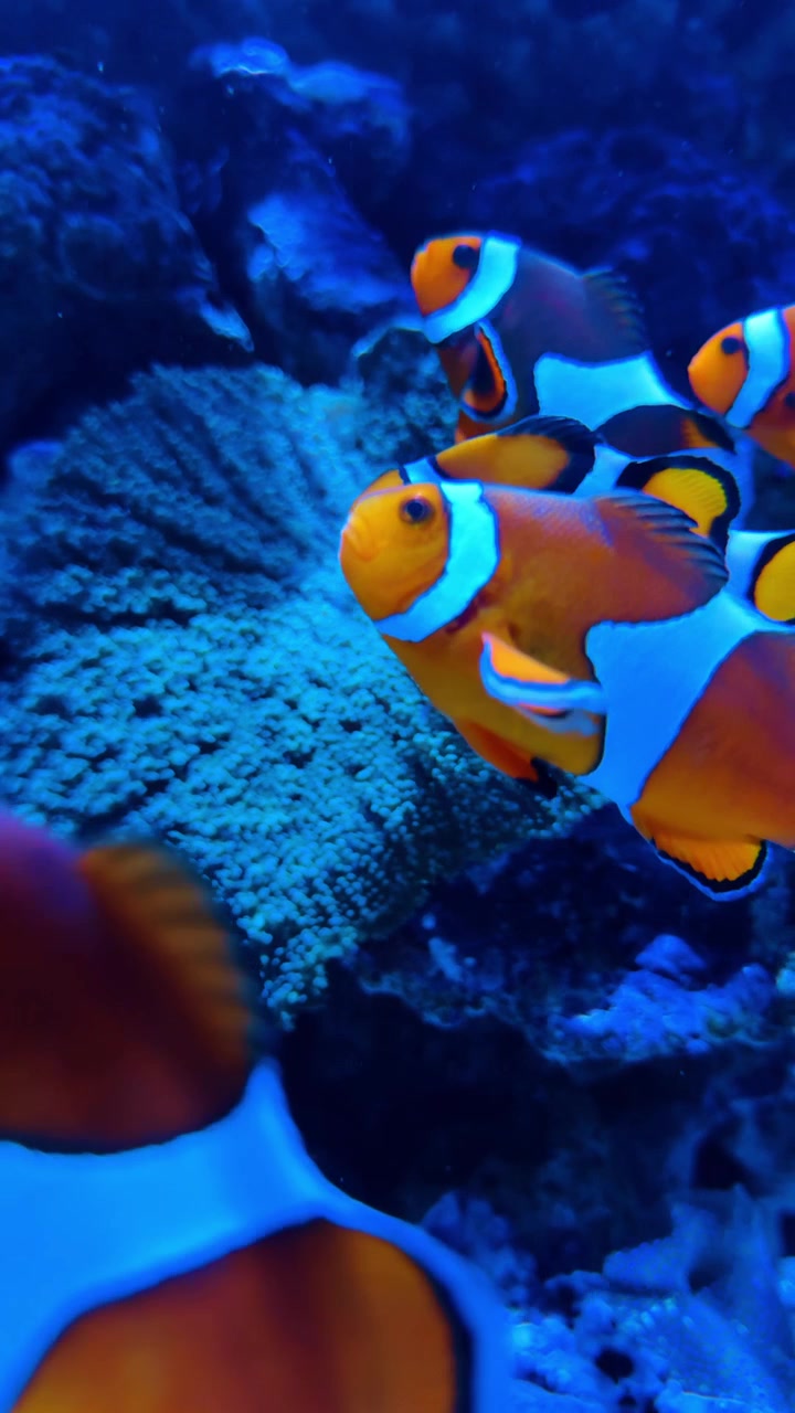 Pesci pagliaccio che nuotano tra i coralli in un acquario blu. Diversi pesci pagliaccio arancioni e bianchi nuotano vicino a rocce scure e coralli in un ambiente sottomarino di un blu brillante.