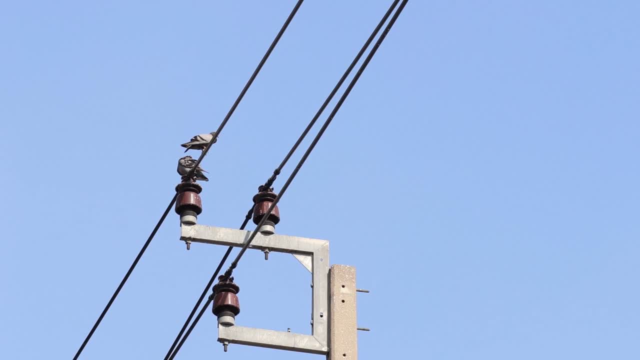 A bird perches on electrical insulators atop a utility pole under a clear blue sky.