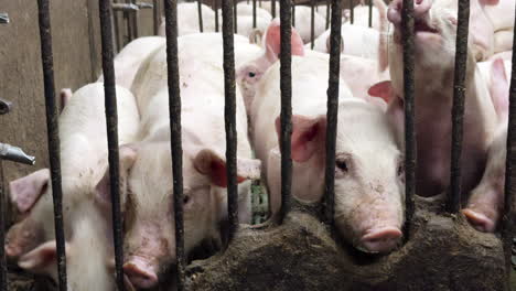 pig farming - herd of piglets enclosed in pigpen for slaughter. closeup shot