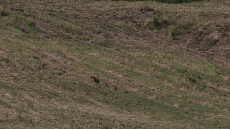 Going-up-the-slope-at-a-grassland-outside-the-forest,-Golden-Jackal-Canis-aureus,-Thailand