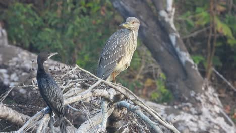 Garza-Nocturna-Corona-Negra-Juvenil