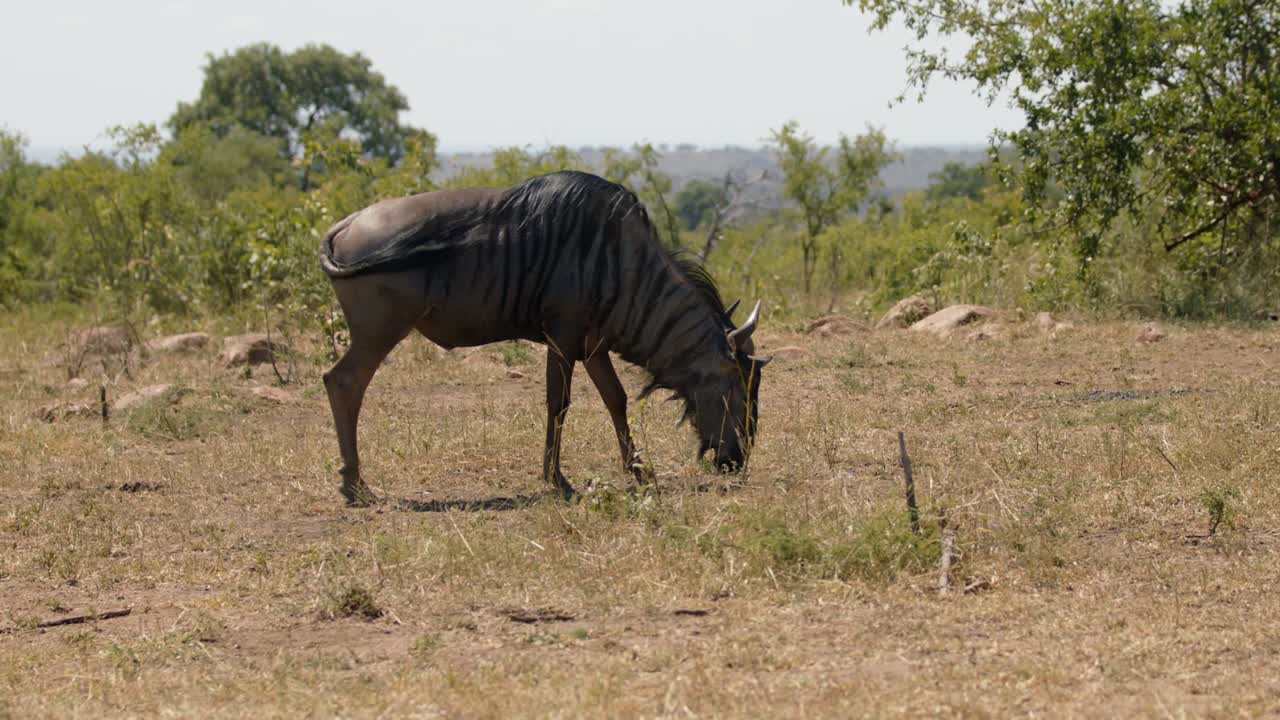 ñu solitario comiendo hierba en la sabana africana