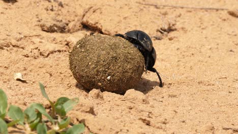 macro shot of a dung beetle rolling a dung ball over arid, dry land