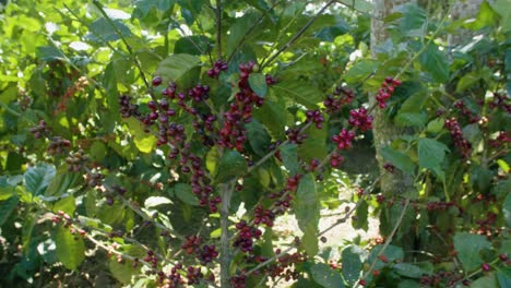 coffee trees in the middle of a plantation in el salvador during a sunny day