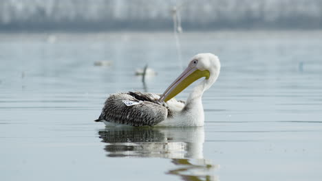 Joven-Gran-Pelícano-Blanco-Limpieza-Acicalarse-Plumas-Lago-Kerkini