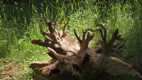 decayed broken tree stump foreground. green foliage background