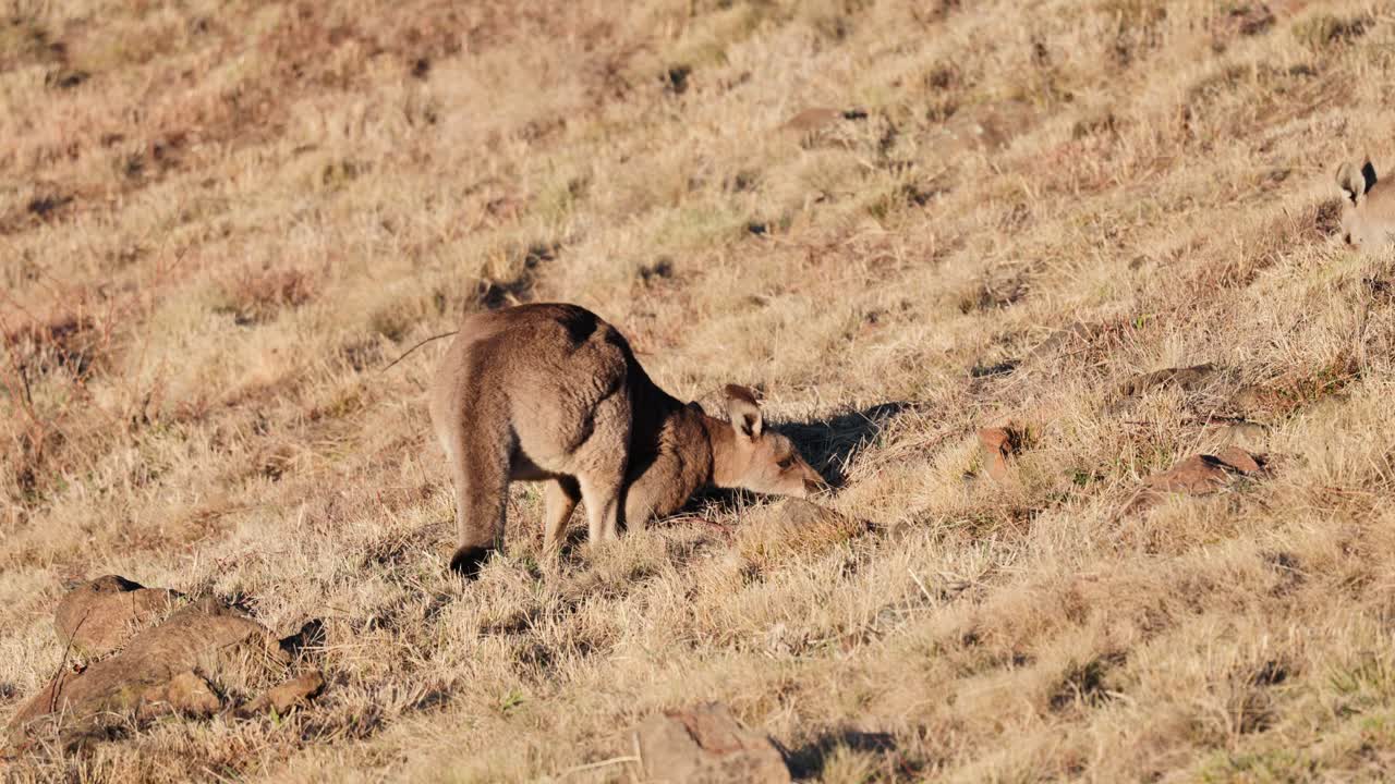 A kangaroo calmly eats grass in a Canberra clearing at sunrise, bathed in soft golden light