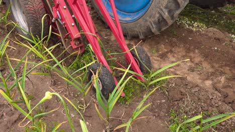 tractor with automated garlic harvest equipment remove crop from ground