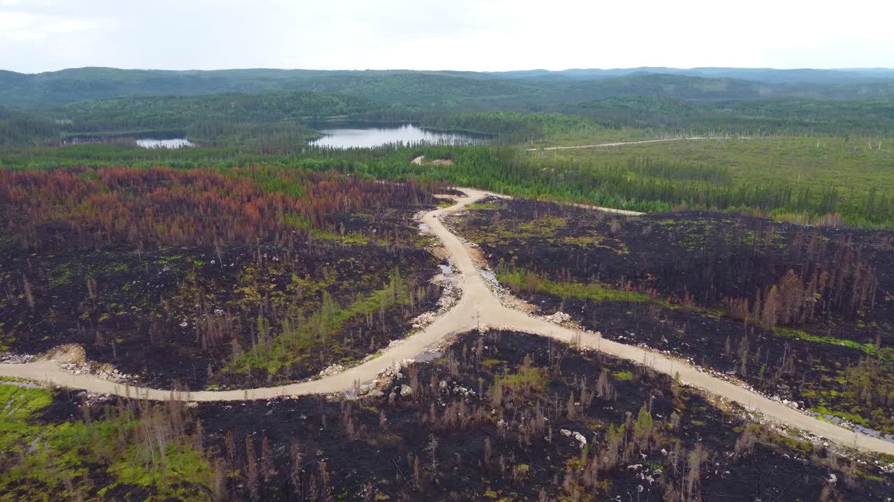 Drone shot of A view of the forest after a devastating forest fire in Qu&eacute;bec Province, Canada