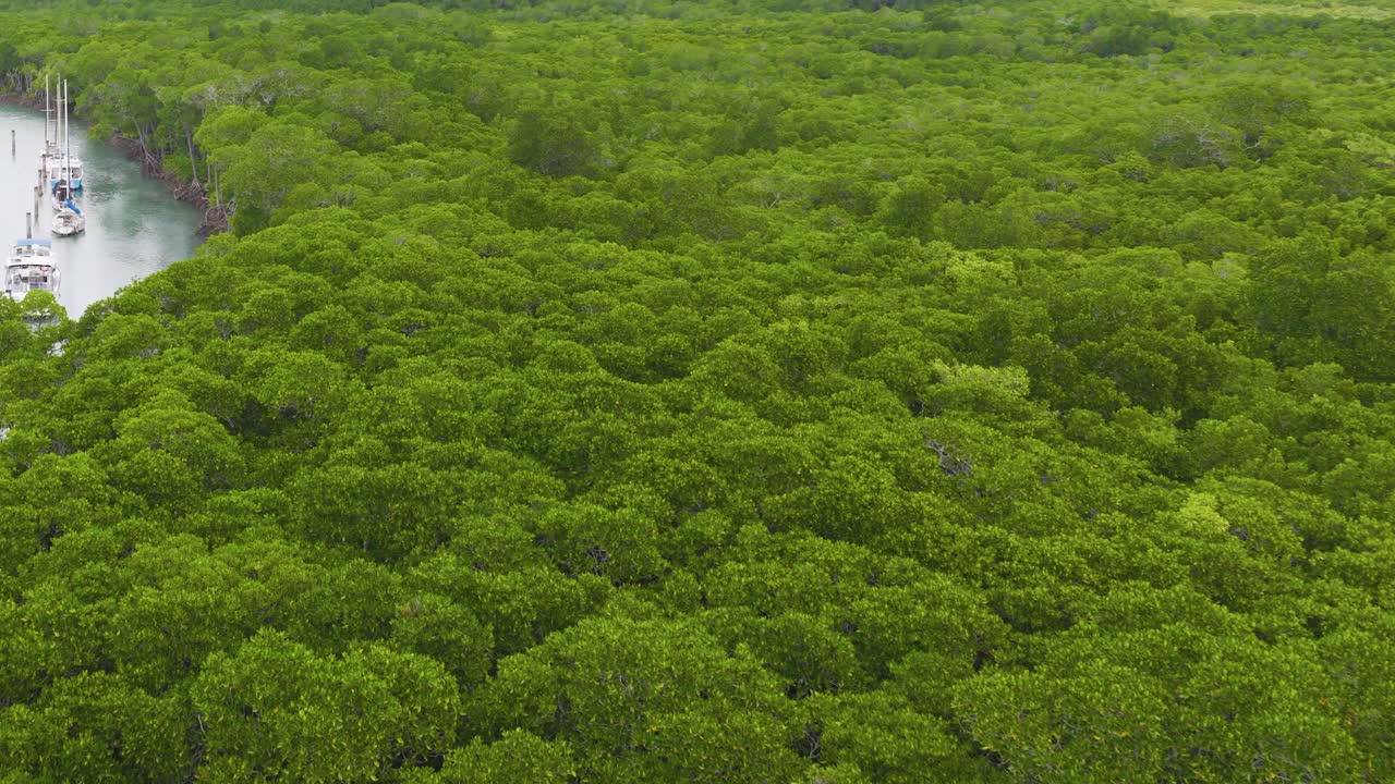 Drone footage captures vibrant green mangroves and a winding river in Port Douglas, Queensland, under soft natural lighting