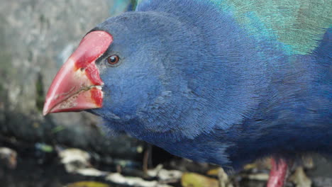 primer plano del pájaro takahe de la isla sur bebiendo agua en nueva zelanda