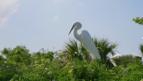 heron sits on the top of tree