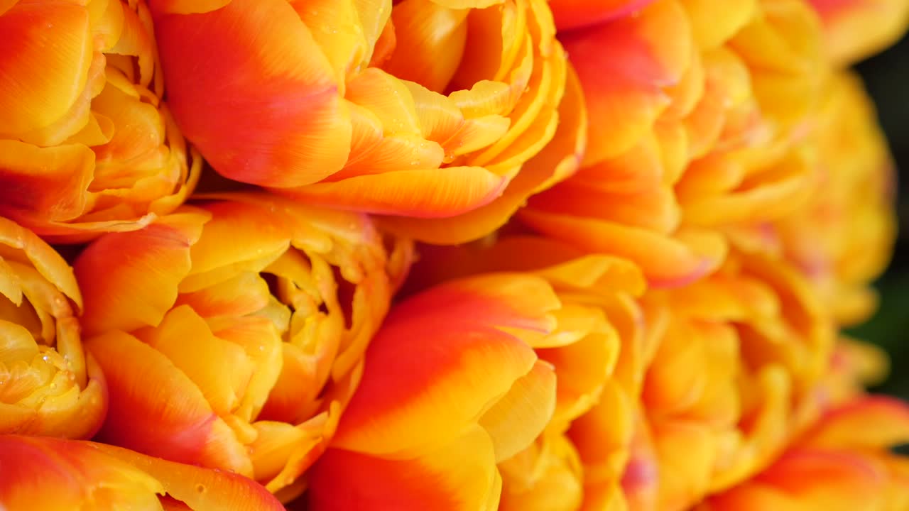 Close-up of Orange and Red Tulips