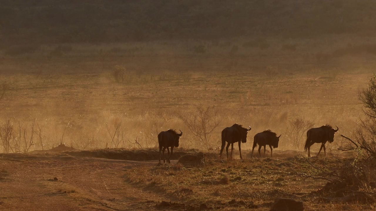 Herd of wildebeest kicks up dust clouds moving over dry African plain at sunset