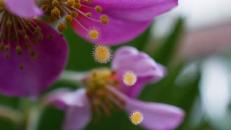 macro close-up of pink flower