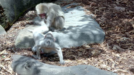 divertido comportamiento de tres monos en el centro de protección animal