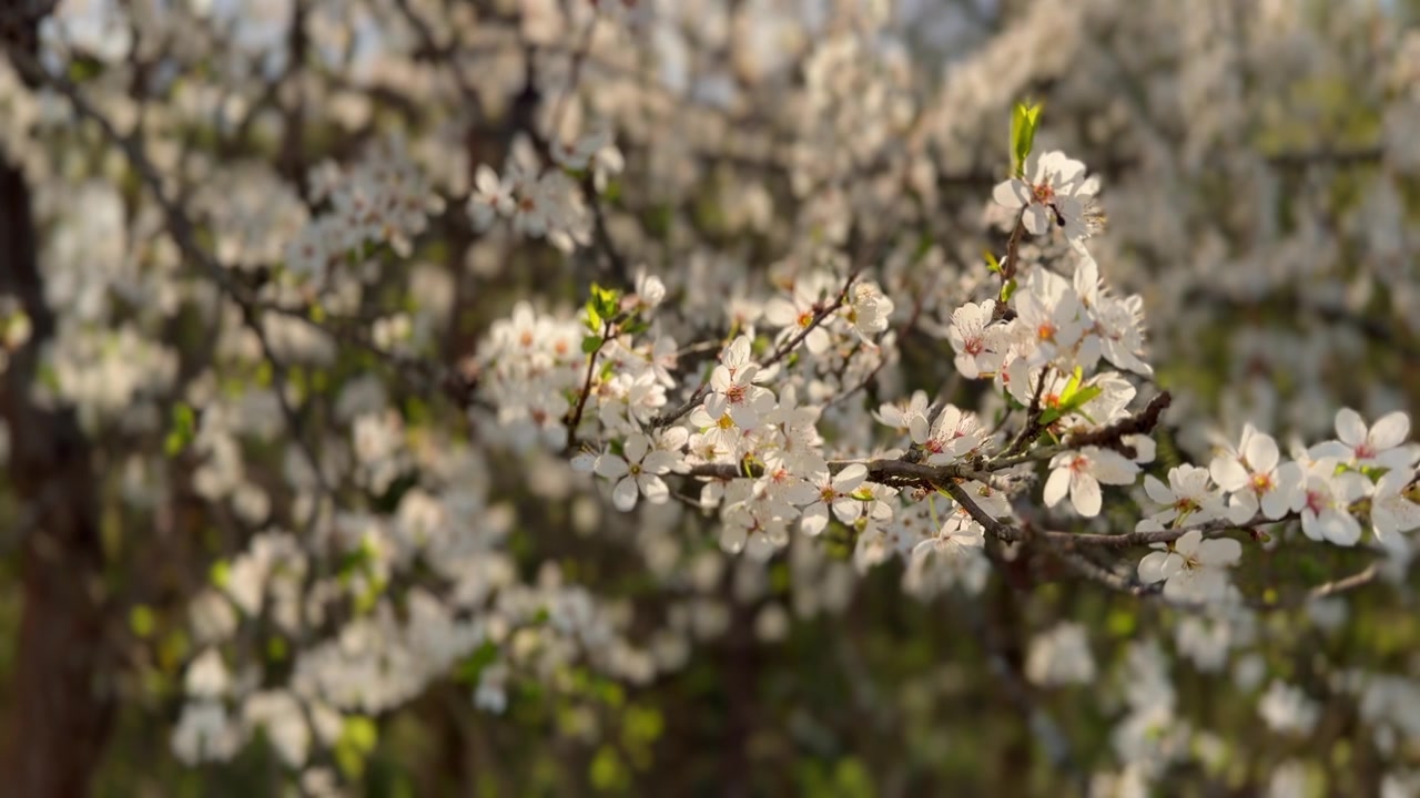 Beautiful flowering branch with delicate white blossoms gently swaying in the breeze. A sunny spring day with a soft, warm light