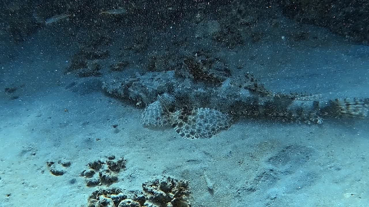 A large fish camouflages itself almost perfectly on the tropical seabed.