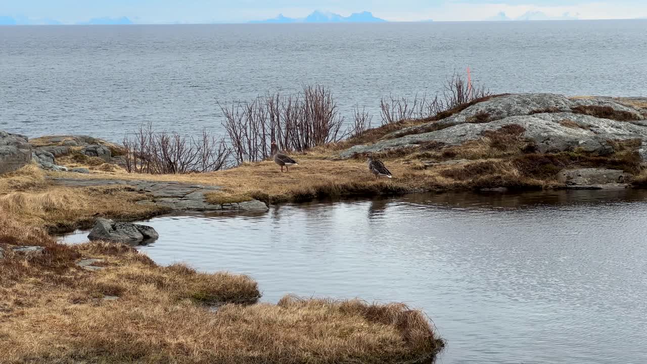 amplia fotografía estática de dos patos en la orilla de una pequeña piscina de agua cerca del océano a principios de la primavera en lofoten, noruega