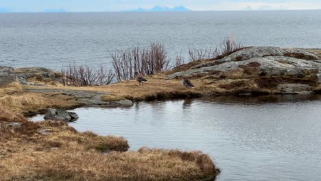 Wide-static-shot-of-two-ducks-on-the-shore-of-a-small-pool-of-water-near-the-ocean-in-early-spring-in-Lofoten-Norway