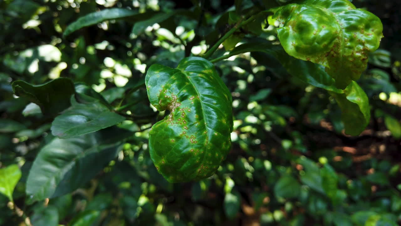 해충이 있는 레몬나무, 아프다