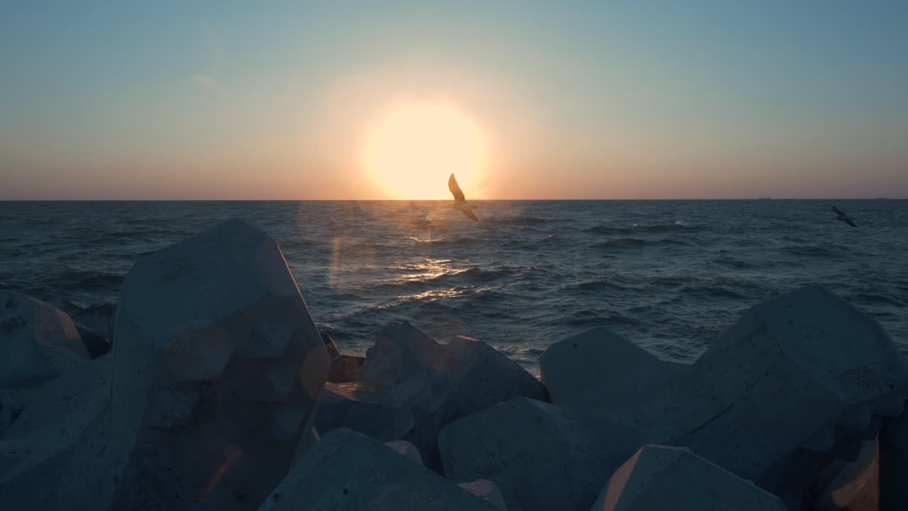 чайки, пролетающие на восходе солнца над морем