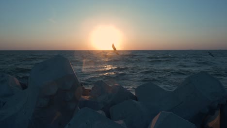 seagulls flying through the skyline at sunrise above the sea