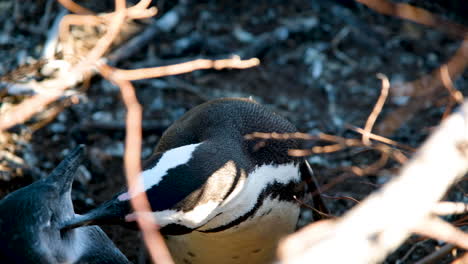 Mutter-Eines-Afrikanischen-Pinguins,-Der-Ihr-Mauserndes-Küken-Pflegt