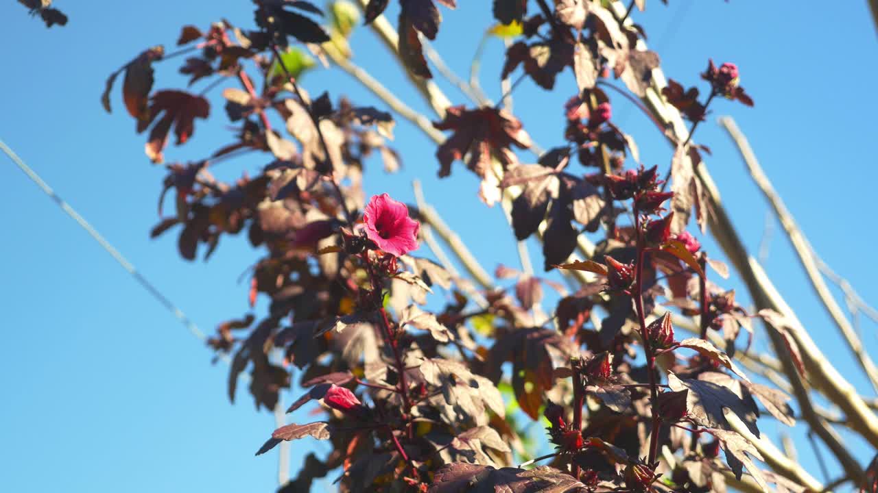 hermosas flores y frutos de roselle - hibiscus sabdariffa contra el cielo azul - australia