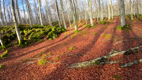 Imágenes-De-Drones-Fpv-En-Un-Bosque-En-Otoño,-El-Suelo-Está-Lleno-De-Hojas-Marrones-Secas-Que-Se-Destacan-Contra-El-Musgo-Y-La-Vegetación-Verde