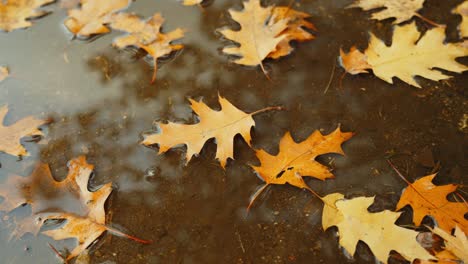 autumn fall background, leaf falls down on rain puddle, high angle, static