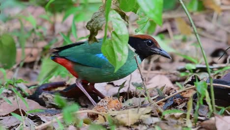 Hooded-Pitta,-Pitta-sordida