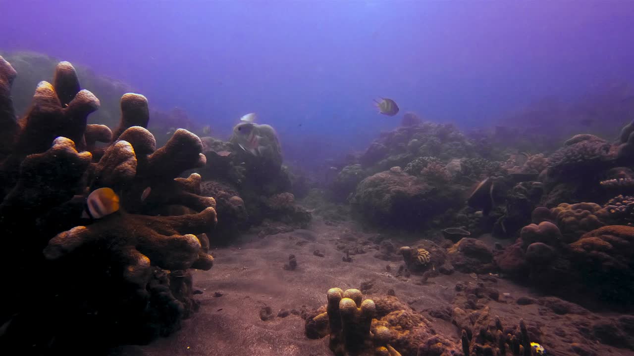 una próspera comunidad de peces y arrecifes en el fondo del océano