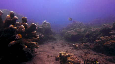 a thriving community of fish and reefs on the bottom of the ocean