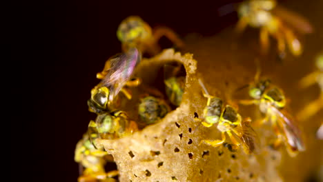 primer plano de la colmena de abejas jatai, macro