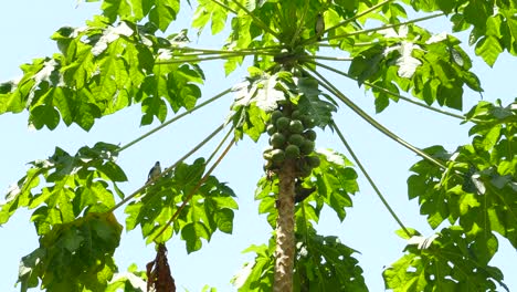 árbol-De-Papaya-Verde-Que-Se-Balancea-Lentamente-En-La-Brisa-Mientras-Pájaros-Tanger-Grises-Azules-Vagan-En-Su-Rama,-Vista-De-ángulo-Bajo-Constante