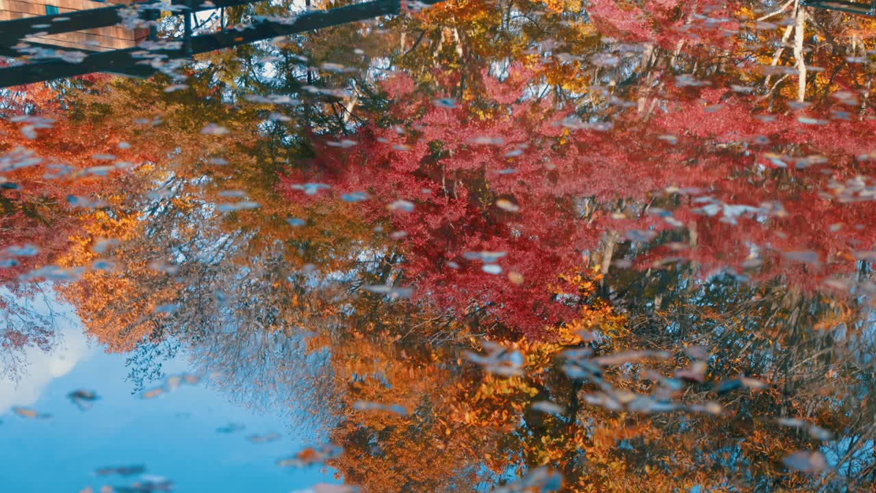 아름다운 가을 잎, 가을 계절 식물