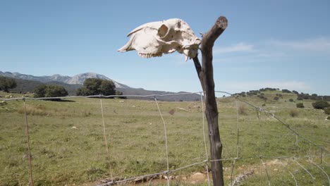 Cráneo-De-Oveja-En-El-Poste-De-La-Cerca-Con-Rebaño-En-Pastos-De-Fondo,-Envolvente